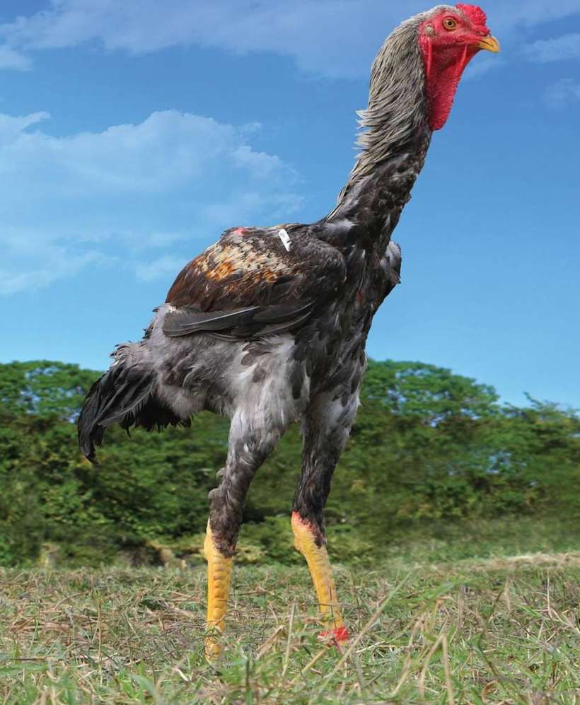 No país: Galinha de 1 metro é vendida em leilão por R$ 74 mil no interior de SP