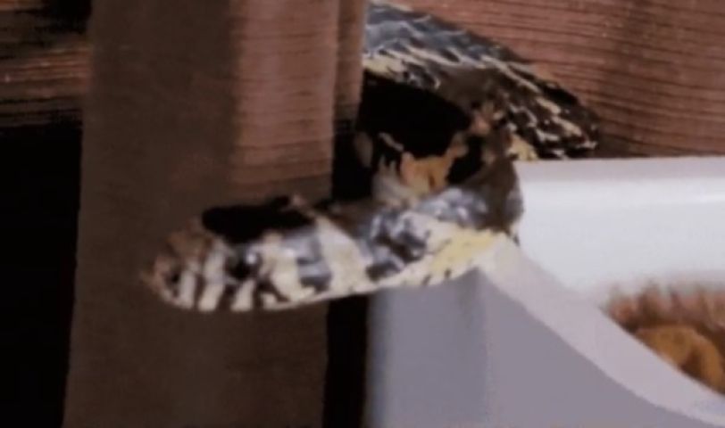 Em SC: família encontra cobra em berço