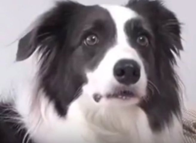 Cachorrinho abraça dona ao vê-la pela primeira vez após tratamento contra o câncer