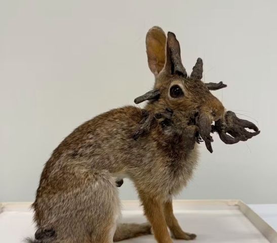 Coelhos com 'tentáculos' na cabeça chamam atenção nos EUA, mas não oferecem risco a humanos