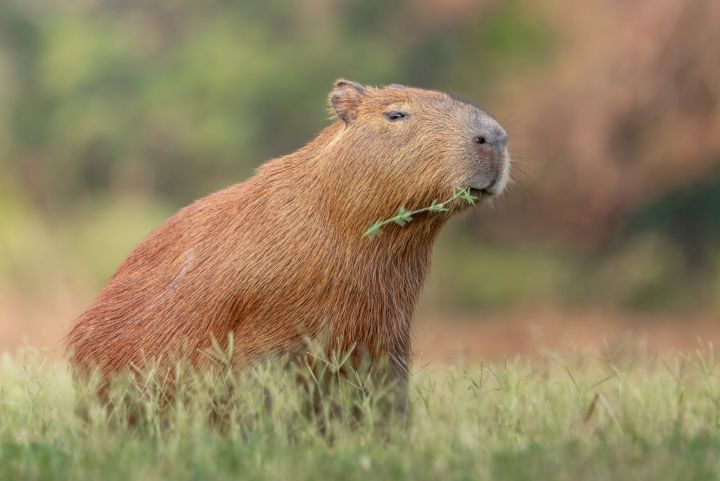 Capivara é quarto animal que mais representa risco para aviação brasileira