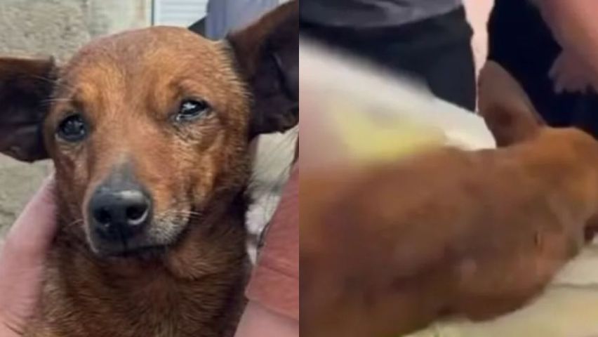 Cachorro caminha 12 km para se despedir do dono em cemitério no Sul de Minas