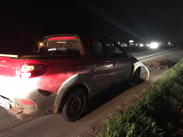 Colisão entre carro e cavalo deixa duas mulheres feridas em Laguna