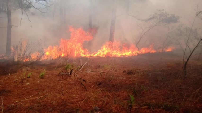Bombeiros levam mais de 3 horas apagando incêndio em vegetação em Jaguaruna