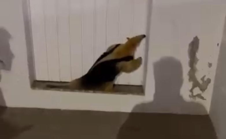 (VÍDEO) Tamanduá-mirim é flagrado circulando no bairro Santo Antônio de Pádua, em Tubarão