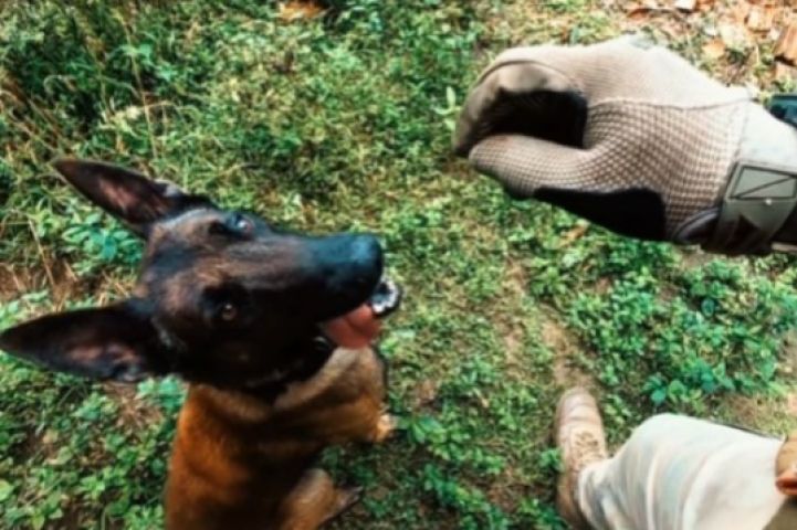 Cão policial Gam auxilia PM em apreensão de drogas em Tubarão