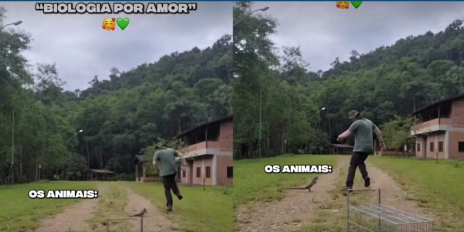 (Vídeo) Lagarto 'se revolta' e corre atrás de biólogo durante soltura em SC e vídeo viraliza