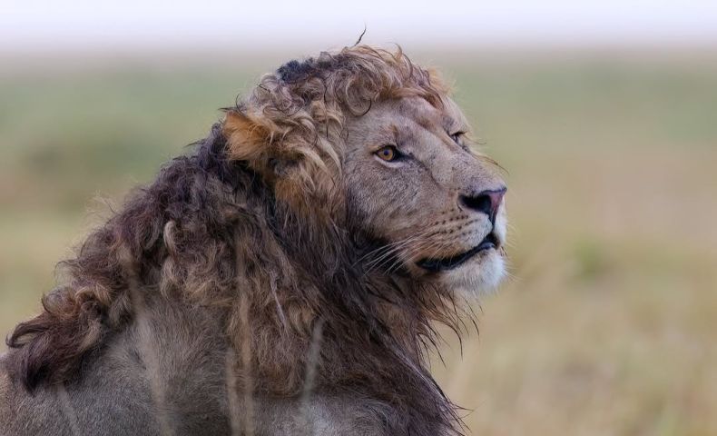 Fotógrafo viraliza com foto única de leão com juba naturalmente cacheada