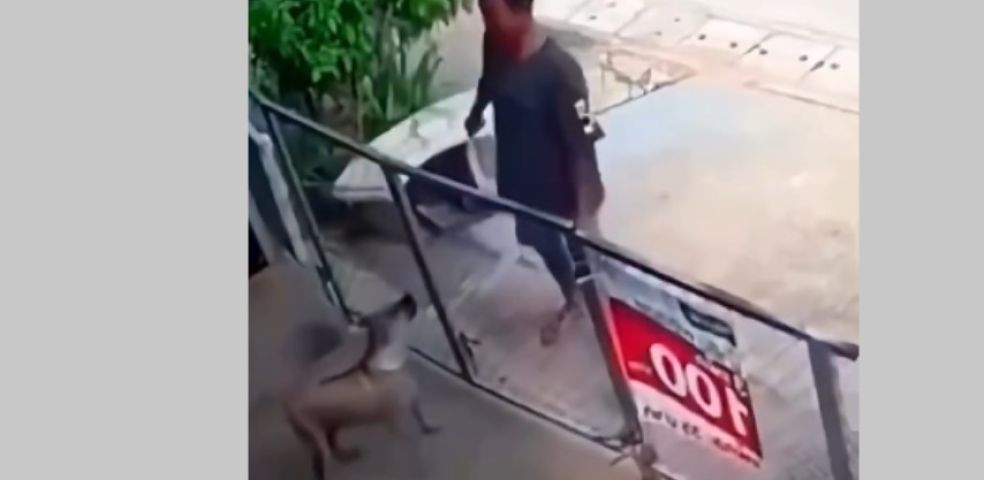 (Vídeo) Cachorro chega 'atrasado pro turno' e vídeo viraliza nas redes sociais