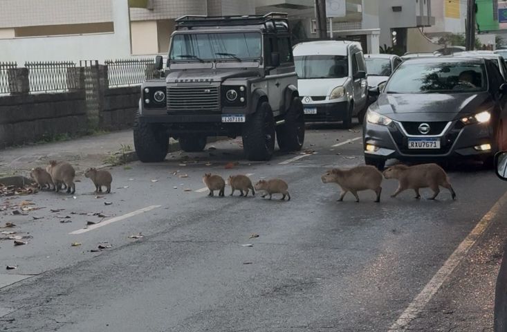 (VÍDEO) Família de capivaras atravessam a rua juntas em Tubarão