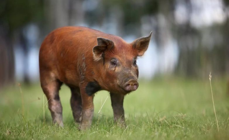 Suíno avaliado em R$ 20 mil é abatido a tiros após invadir propriedade em Braço do Norte
