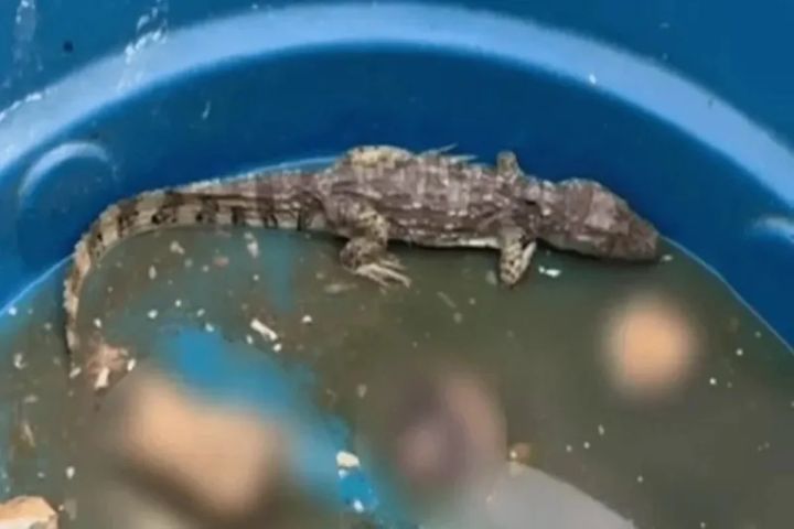 VÍDEO: Imagens que circulam nas redes sociais mostram jacaré que supostamente estaria sendo usado pelo CV para ocultar corpos