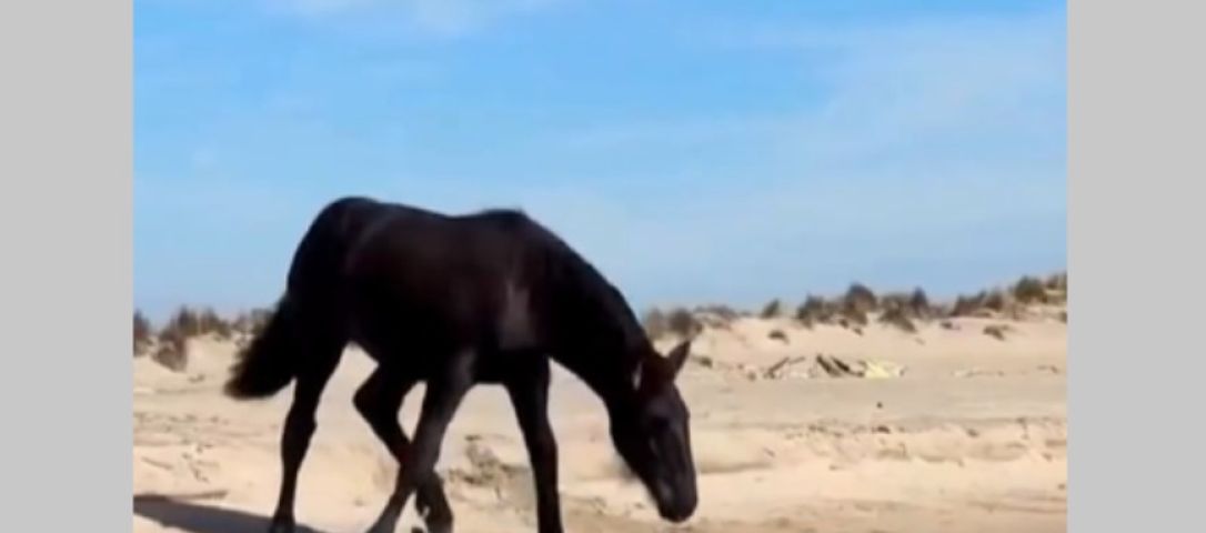 (Vídeo) Primeiro banho de mar: potro de 4 meses se encanta com água e brinca na praia