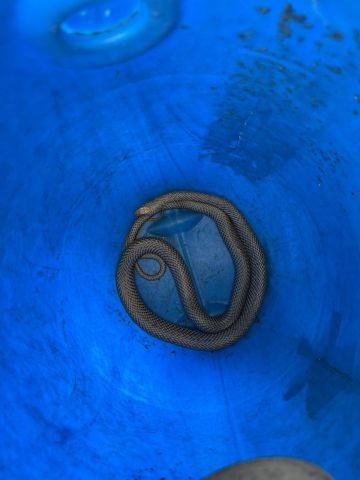 Cobra é encontrada dentro do motor de carro em Jaguaruna e mobiliza equipe de resgate