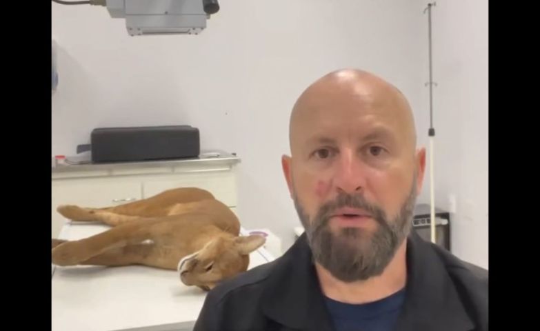 (Vídeo) Puma é encontrado morto após atropelamento entre Pedras Grandes e Tubarão