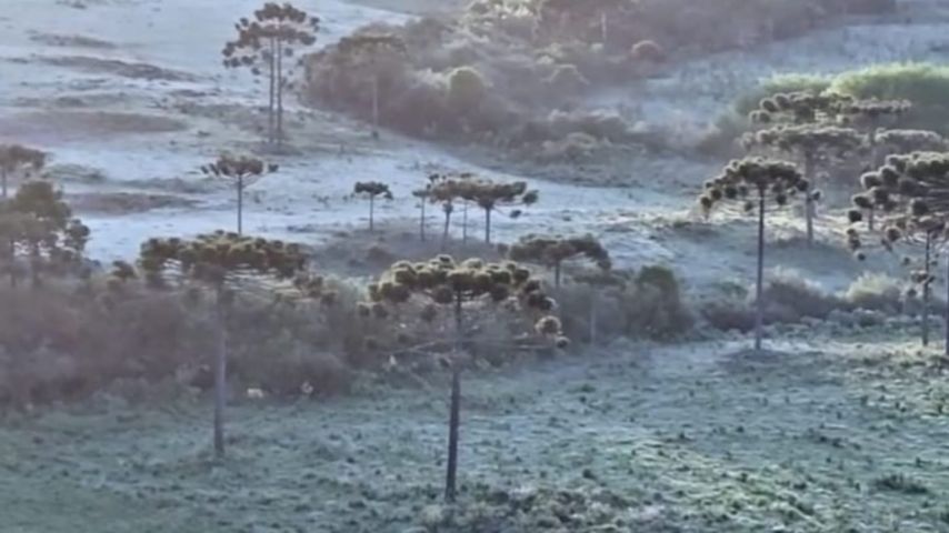 VÍDEO: Serra Catarinense registra geada em pleno dia 20 de novembro