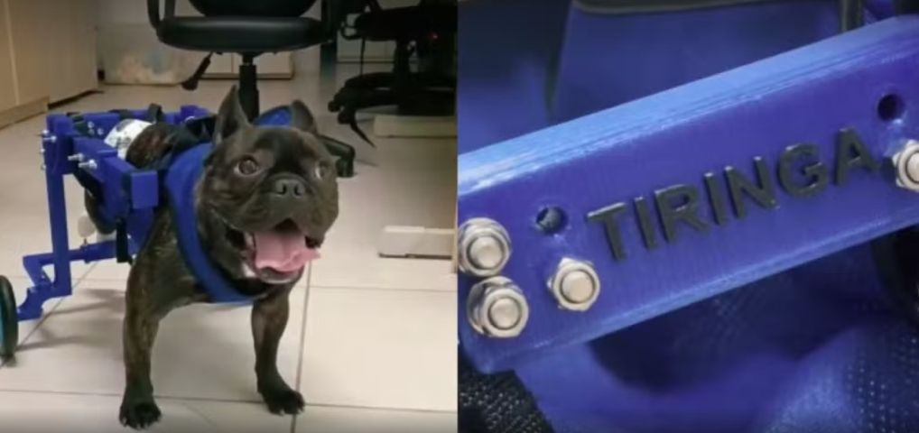 (Vídeo) Em SC: Cão paraplégico ganha cadeira de rodas personalizada feita por estudante de Engenharia