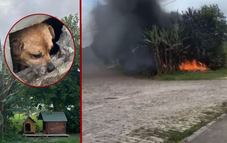 (Vídeo) Casinhas comunitárias de cachorro são incendiadas no bairro Aeroporto, em Tubarão