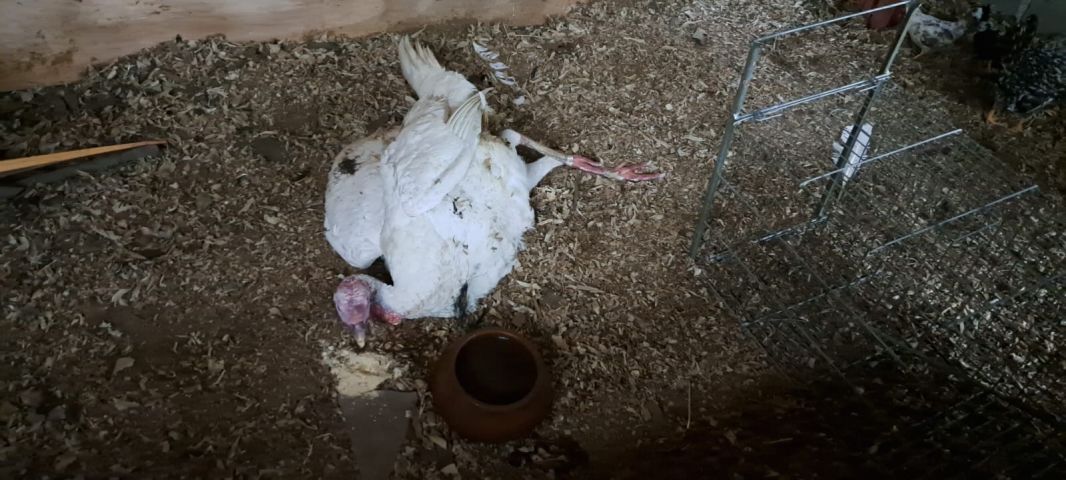 Em SC: Turistas denunciam ave ferida e polícia inspeciona chácara com mais de 50 animais