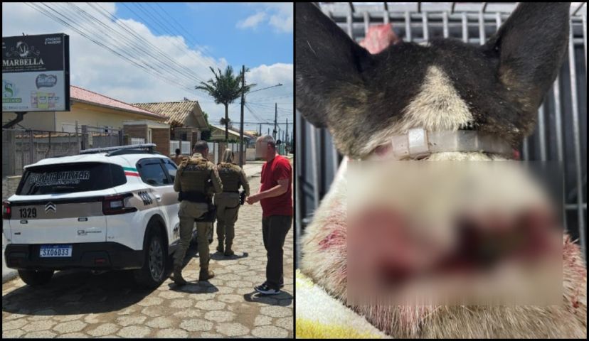 (Vídeo) Pitbull mata dois animais e deixa outro em estado grave em Tubarão; PM atende ocorrência