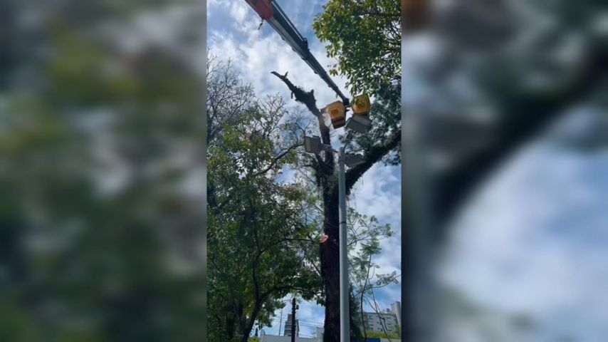 VÍDEO: Prefeitura de Tubarão revitaliza as Praças Sete de Setembro e Walter Zumblick