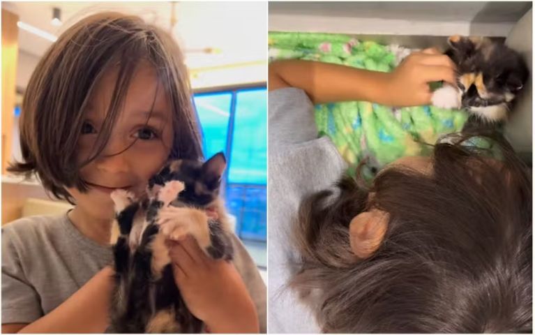 (VÍDEO) Menino viaja 400 km com gato escondido em cobertor