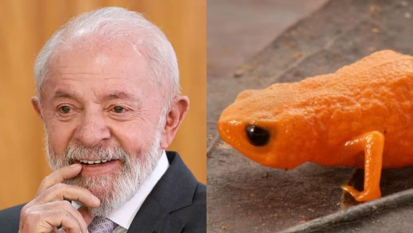 Sapo catarinense recebe nome em homenagem a Lula