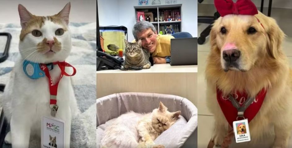 'Estagipets': cães e gatos ganham crachás e dividem rotina em órgãos públicos de SC