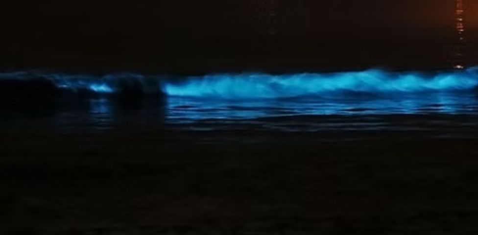 Fenômeno raro de bioluminescência é registrado no Farol de Santa Marta e no canto do Gi, em Laguna