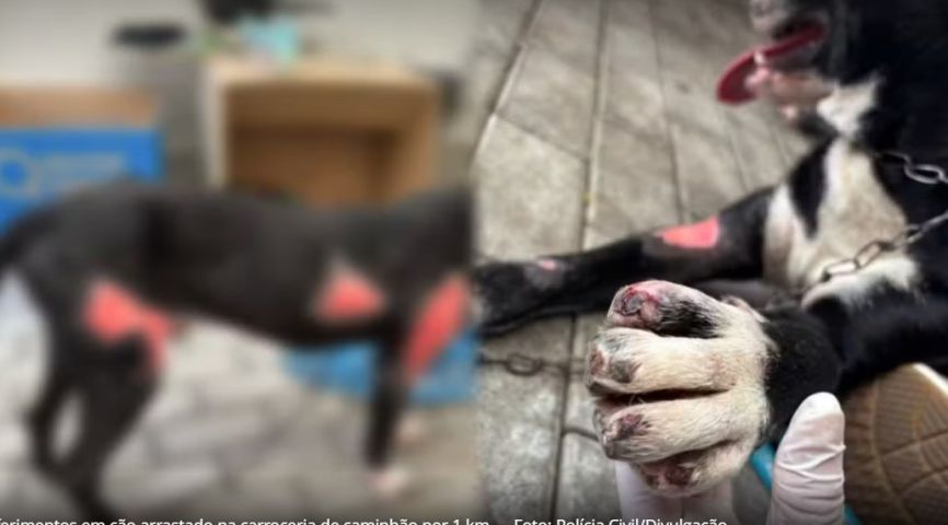 (Vídeo) Tutor é preso por arrastar cão amarrado em caminhão por 1 km em SC