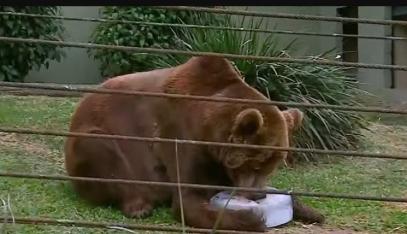 Picolé de sardinha e banho de mangueira: zoo de SC cria estratégias para amenizar calor para os animais