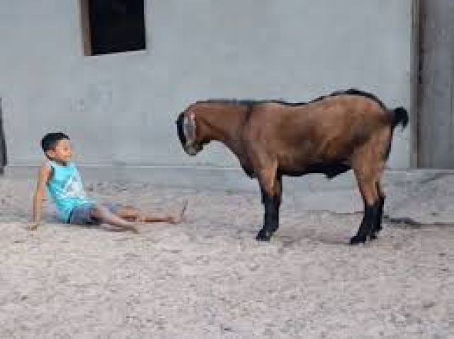 (Vídeo) Bode surpreende ao demonstrar delicadeza durante brincadeira com menino