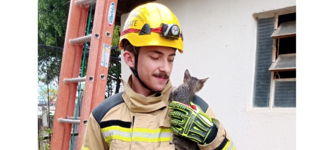 Gatinho preso em árvore mobiliza bombeiros voluntários em Jaguaruna