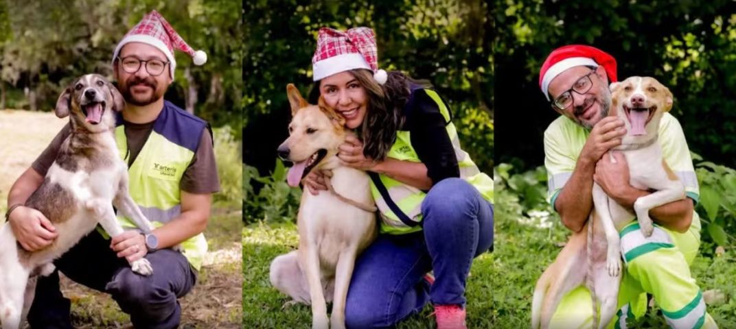 Em SC: Cães resgatados em rodovias ganham ensaio natalino para encontrar novos lares