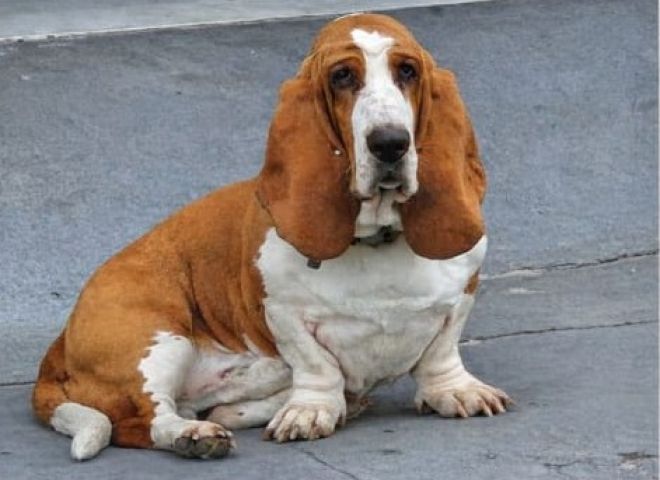 Cão chamado Trovão desaparece no bairro Oficinas, em Tubarão