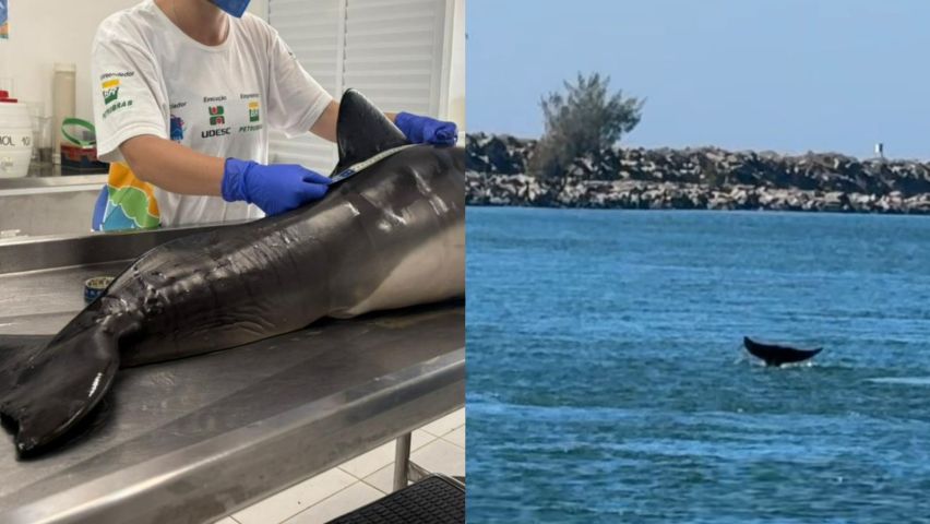 Mãe de boto é flagrada carregando filhote morto no Molhes, em Laguna