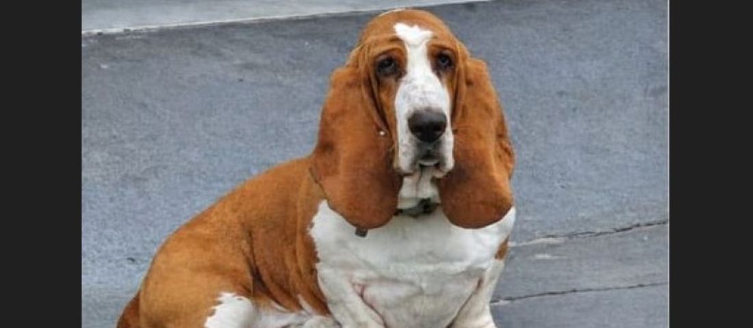 Após matéria no HC, cão Trovão é encontrado em Tubarão