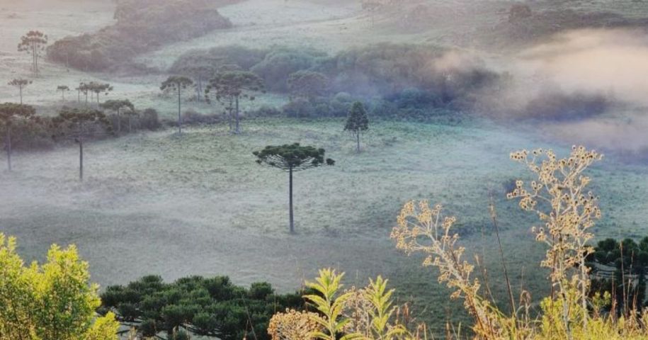 Serra Catarinense registra temperatura de 3,28ºC e geada em pleno verão