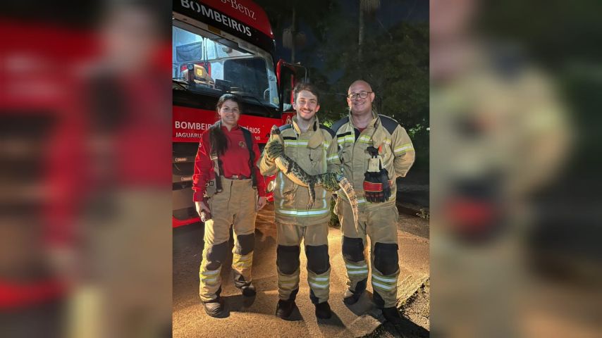 VÍDEO: Jacaré é capturado por Bombeiros Voluntários em Jaguaruna