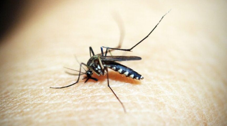 Dengue: mais de 800 focos do Aedes Aegypti são registrados em Tubarão em 2025