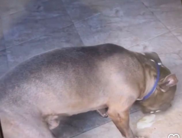 (Vídeo) 'Ele foi corajoso até o último instante': cão morre após picada de cobra ao proteger a família em SC