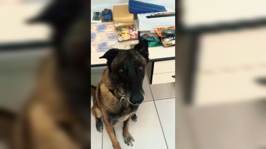 VÍDEO: Polícia Militar desarticula local de armazenagem de drogas e munições em Tubarão