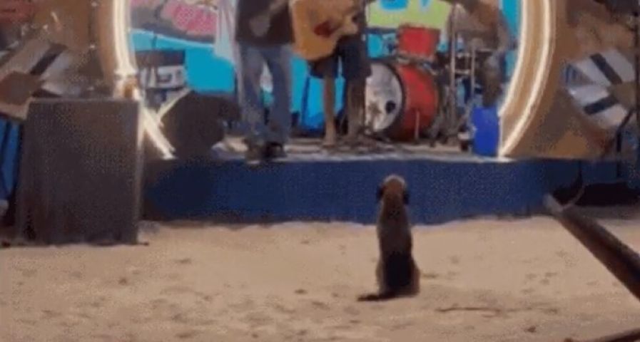 (Vídeo) Cão rouba a cena ao abanar a cauda enquanto acompanha show de banda na Praia do Rosa