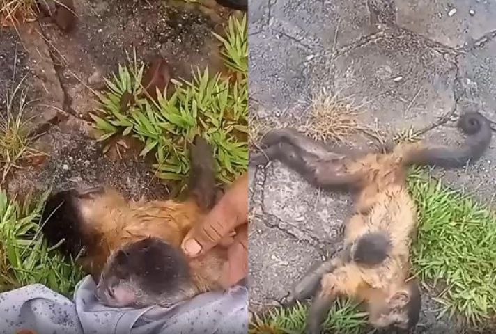Brasil: filhote de macaco-prego se recusa a deixar mãe morta após atropelamento
