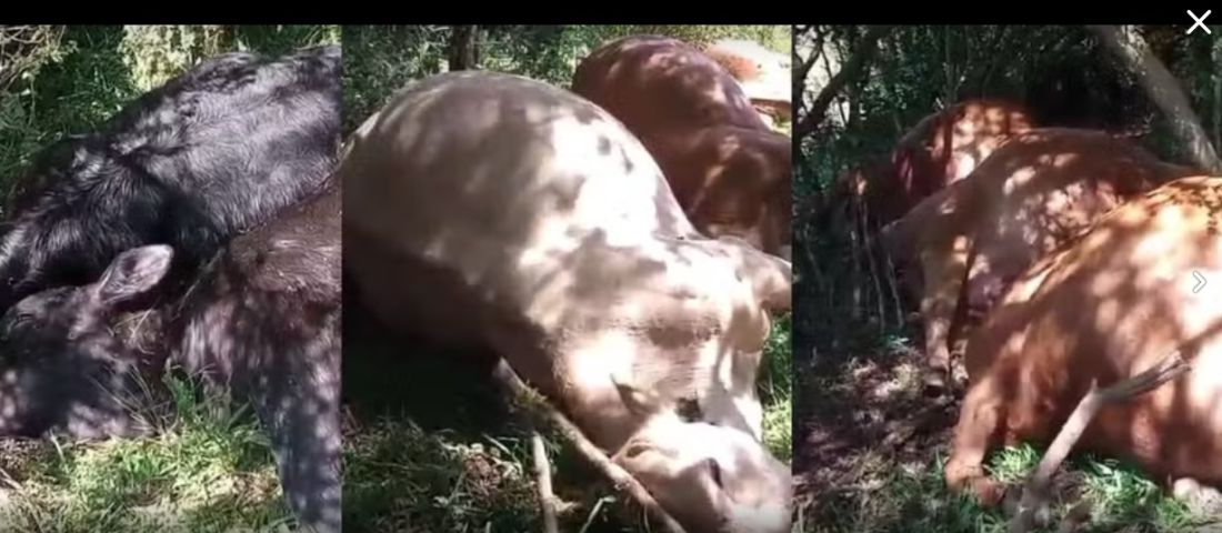 (Vídeo) Mais de 25 vacas e bezerros morrem após serem atingidos por raio em SC; prejuízo é de R$ 100 mil