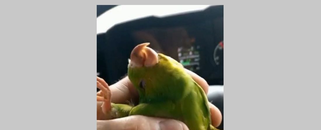 (Vídeo) Motorista reanima passarinho com massagem cardíaca e momento emociona em SC
