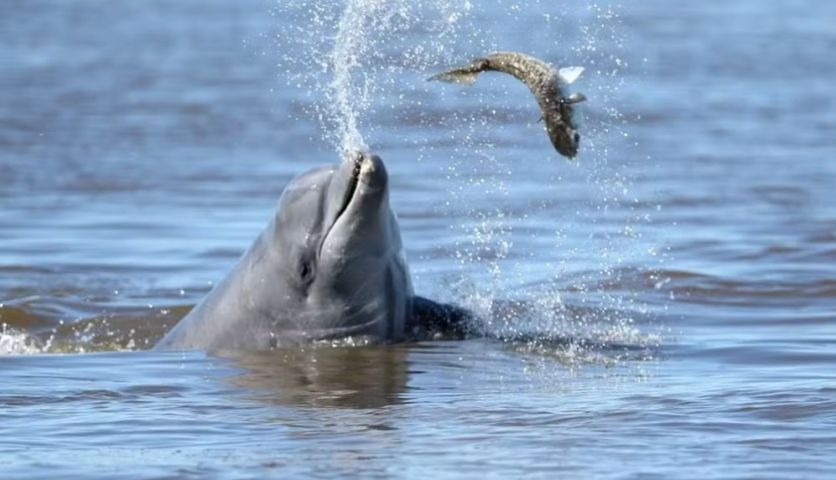 Retorno de espécie após 20 anos mantém cooperação entre botos e pescadores no Rio Araranguá
