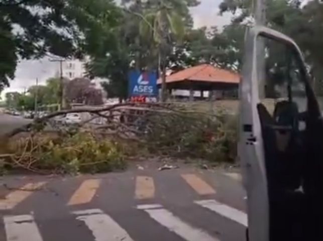Árvore cai na Beira-Rio durante temporal e bloqueia trecho no Centro de Tubarão