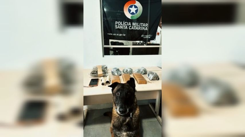 VÍDEO: Ação da PM apreende quantidade expressiva de entorpecentes em residência, em Tubarão
