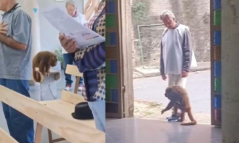 (VÍDEO) Macaco-bugio 'canta' durante missa e vira atração entre fiéis em Juiz de Fora